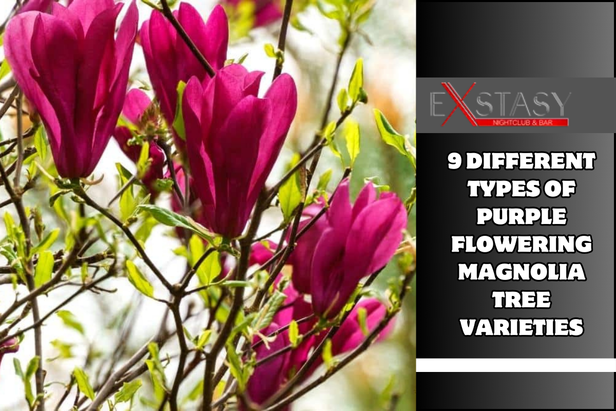 9 Different Types of Purple Flowering Magnolia Tree Varieties