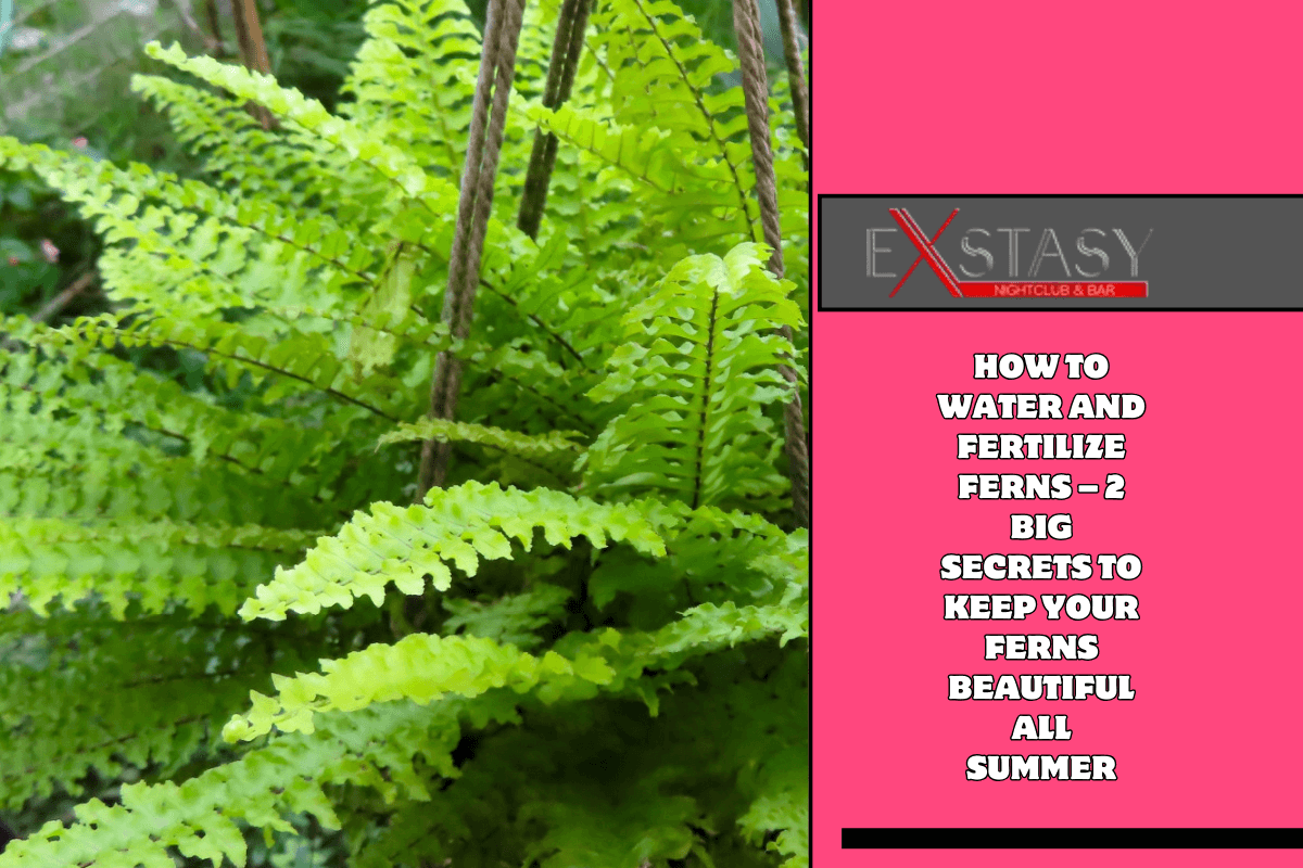 How To Water And Fertilize Ferns – 2 Big Secrets To Keep Your Ferns Beautiful All Summer