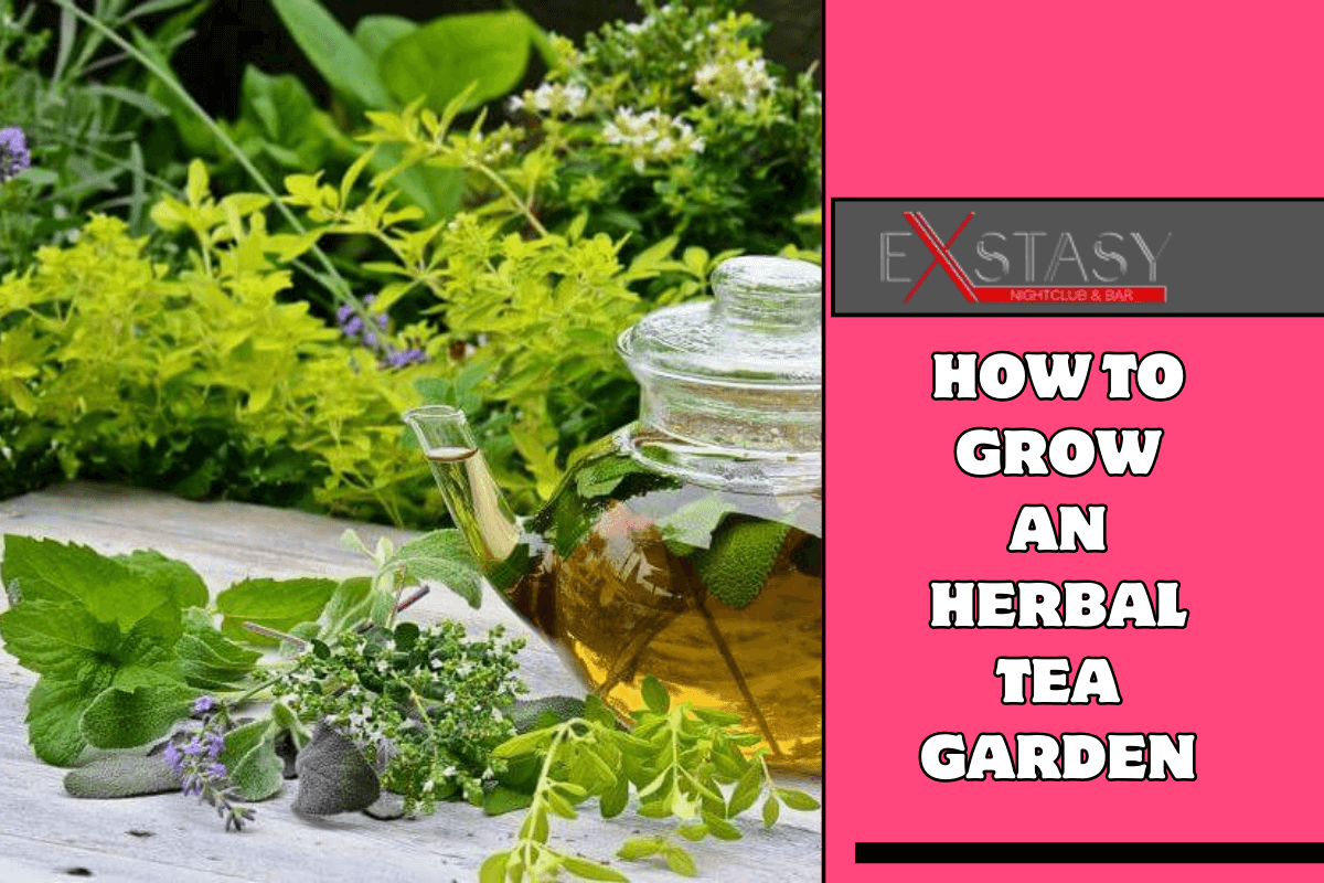How to Grow an Herbal Tea Garden