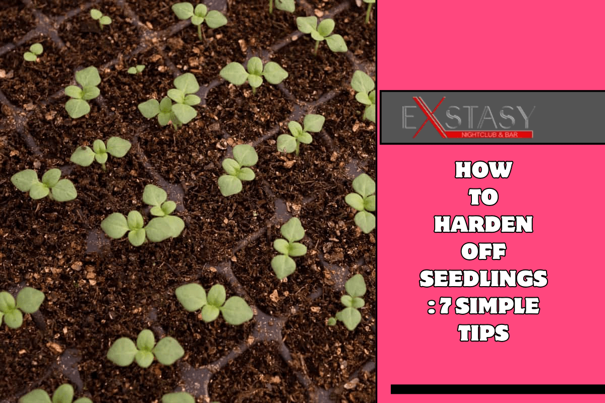 How to Harden Off Seedlings 7 Simple Tips