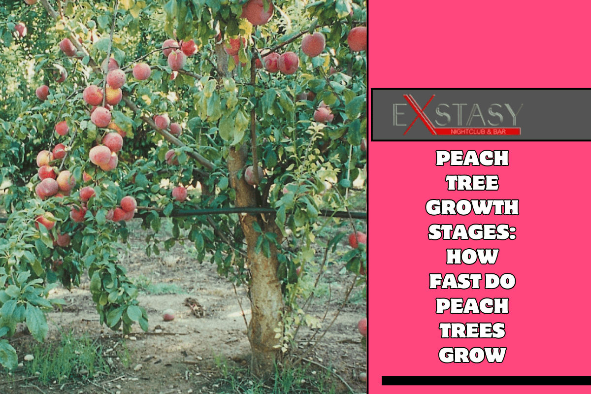 Peach Tree Growth Stages How Fast Do Peach Trees Grow